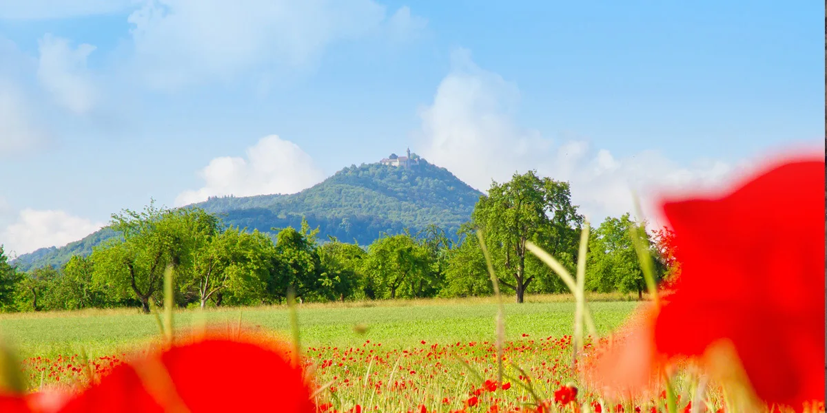 Streuobstwiese mit Mohnblumen vor dem Burgberg